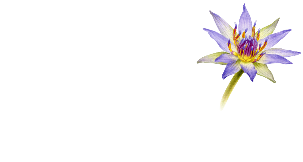 Blue Lotus Shop